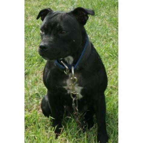 Your building should feel like your home, and you should treat it that way. . Staffordshire bull terrier breeders alberta